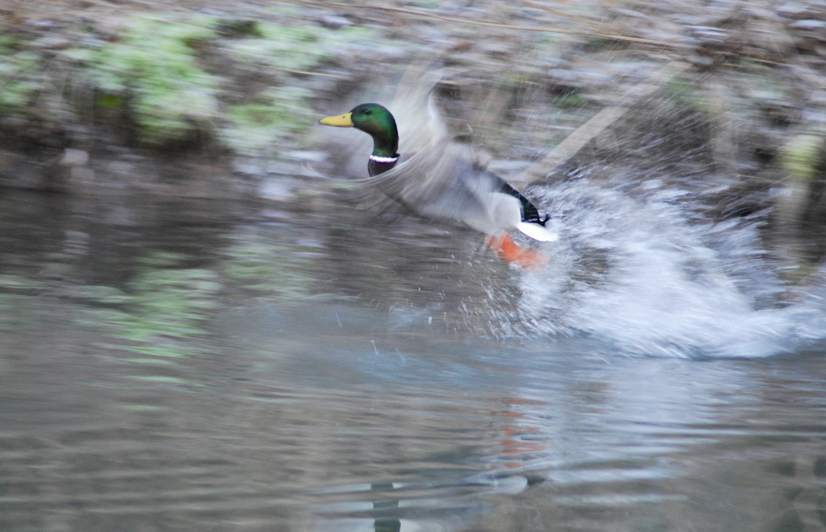 Enterich Startflug