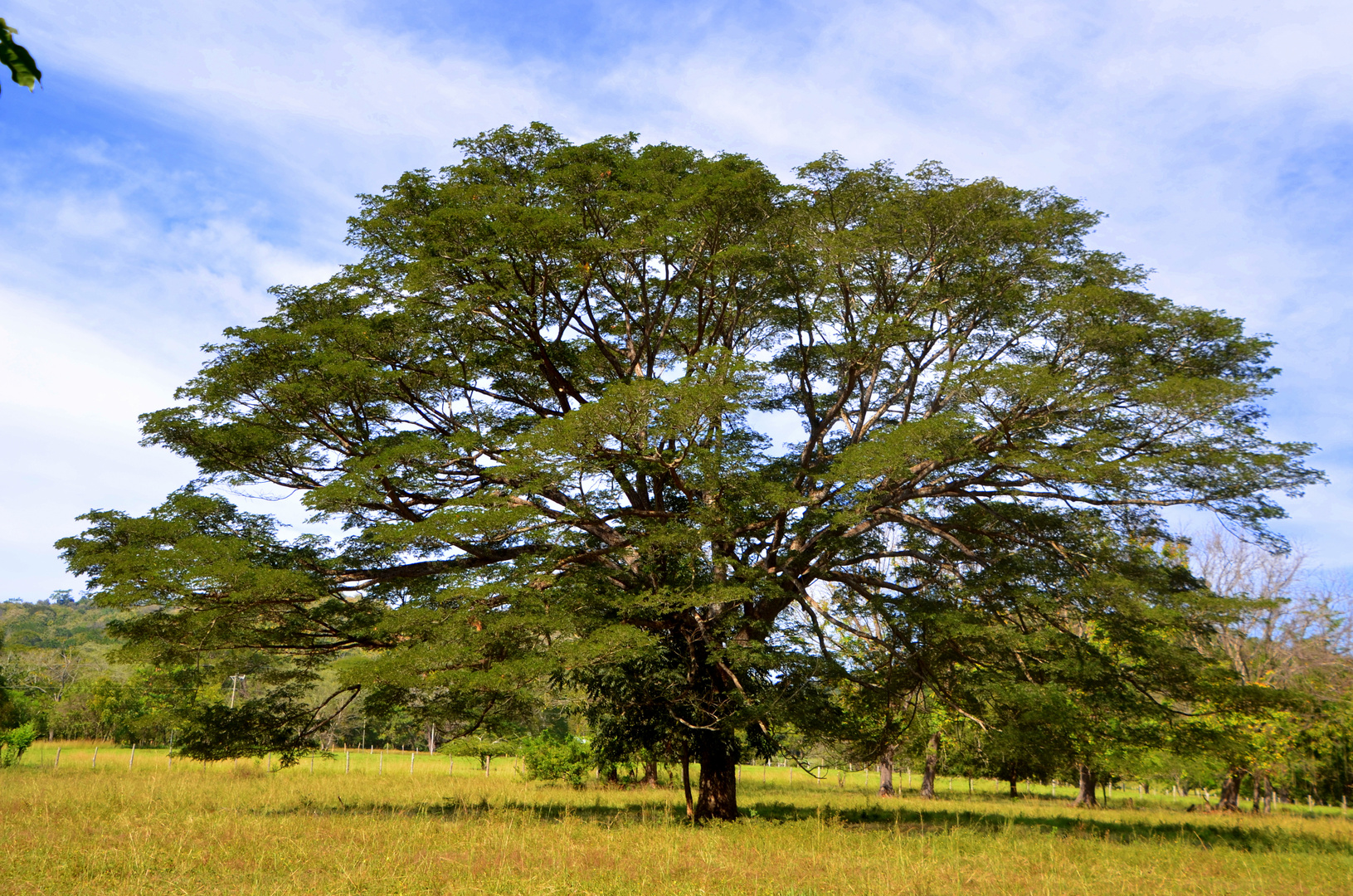 Enterolobium Cyclocarpum