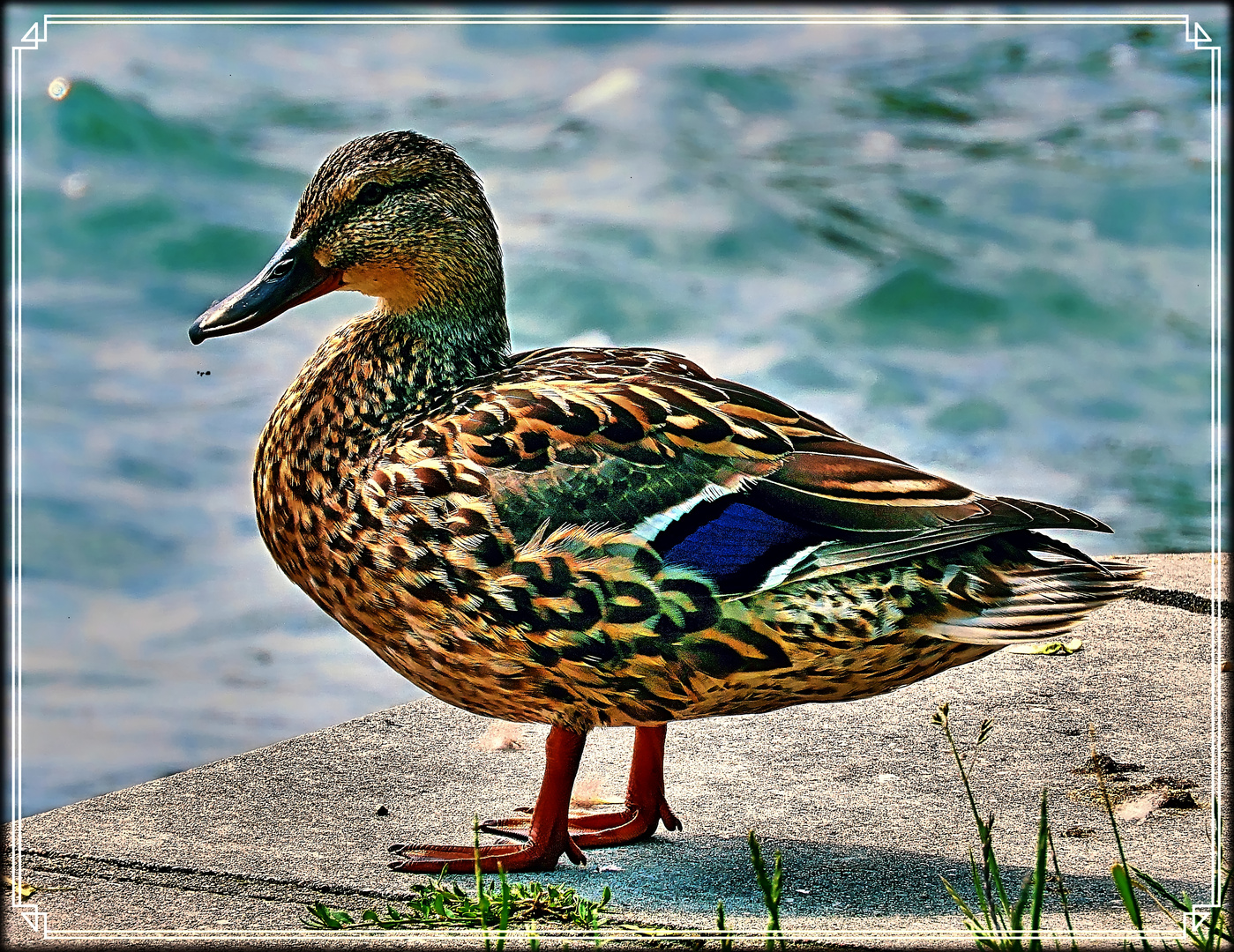 Ente...süß, aber nicht sauer