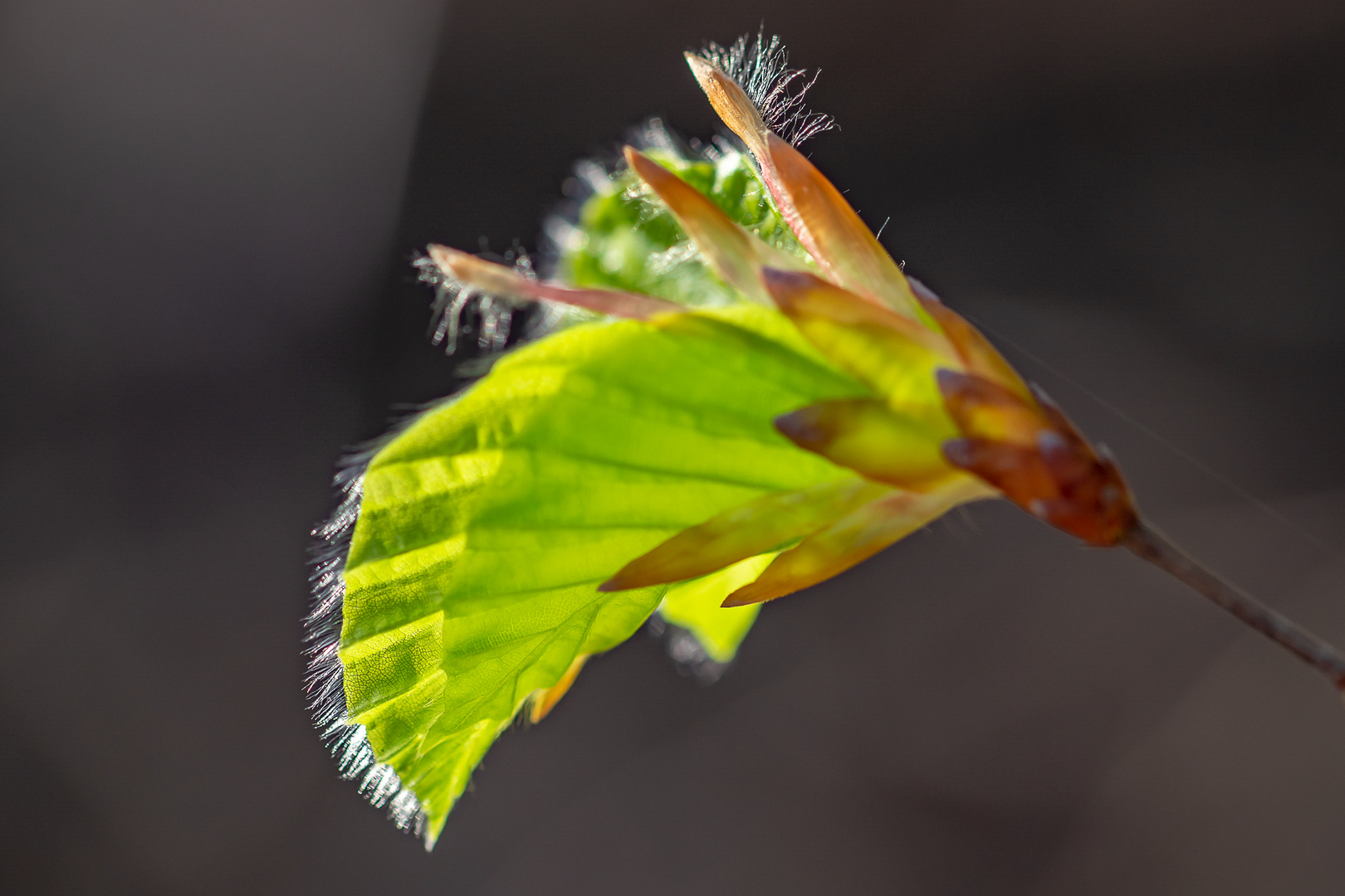 Entfaltendes Buchenblatt