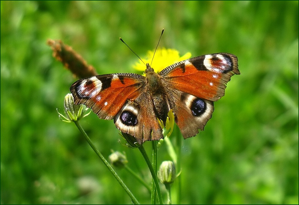 Entfaltete Farbenpracht