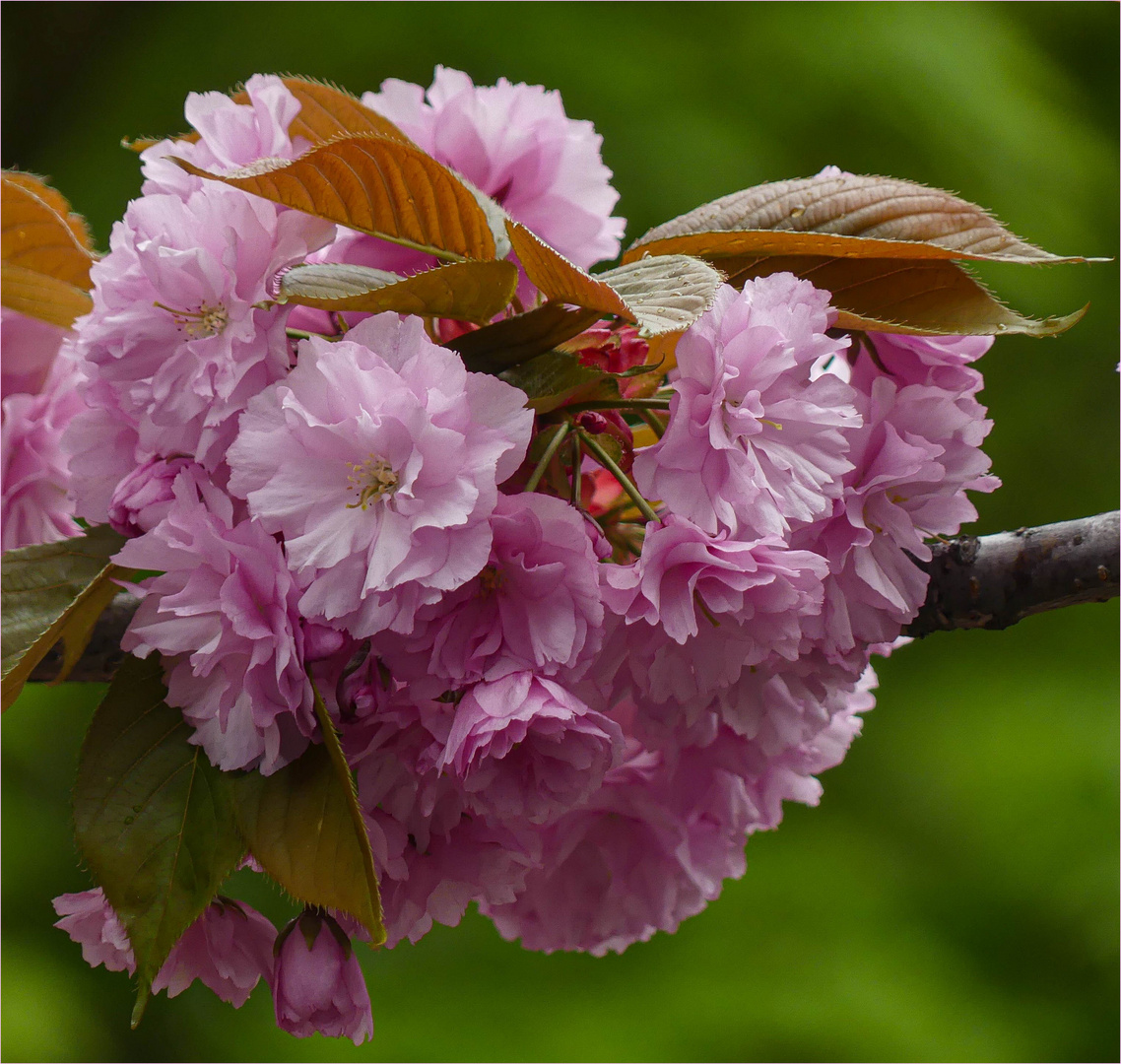 Entfalteter Frühling