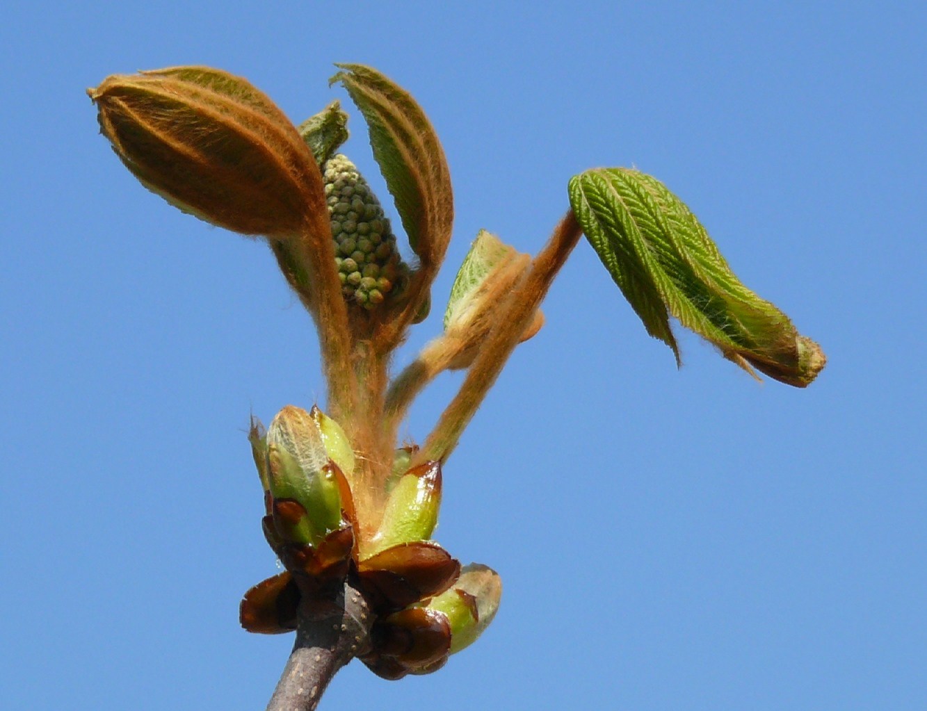 Entfaltung