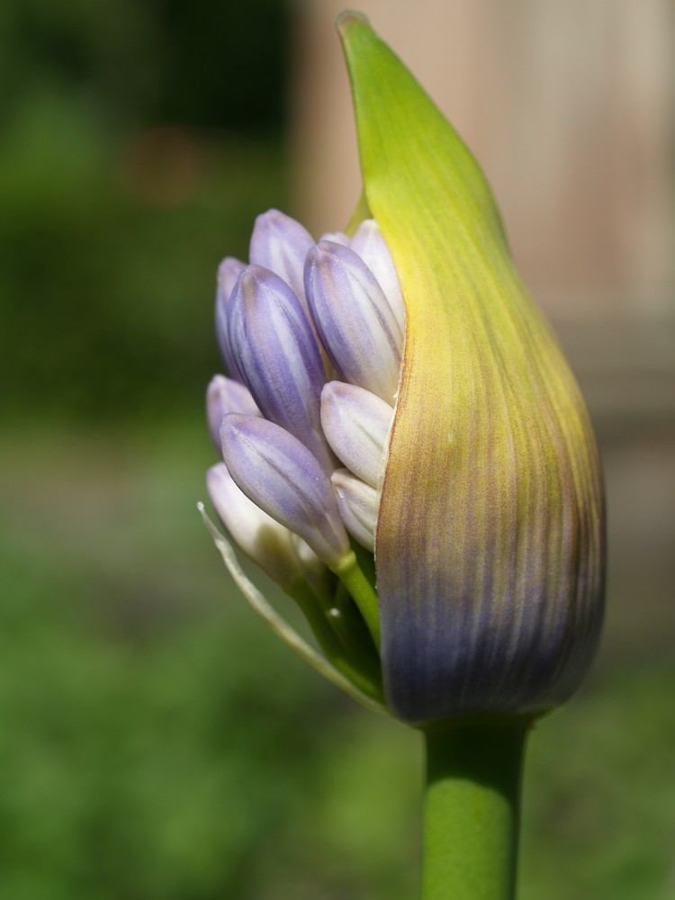 Entfaltung