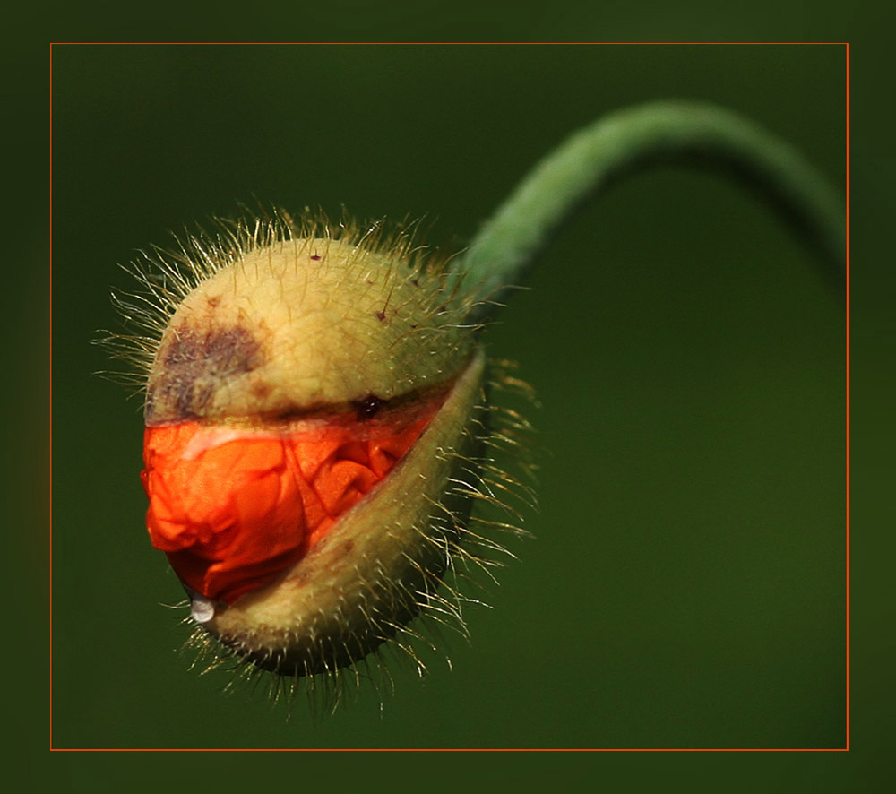 Entfaltung