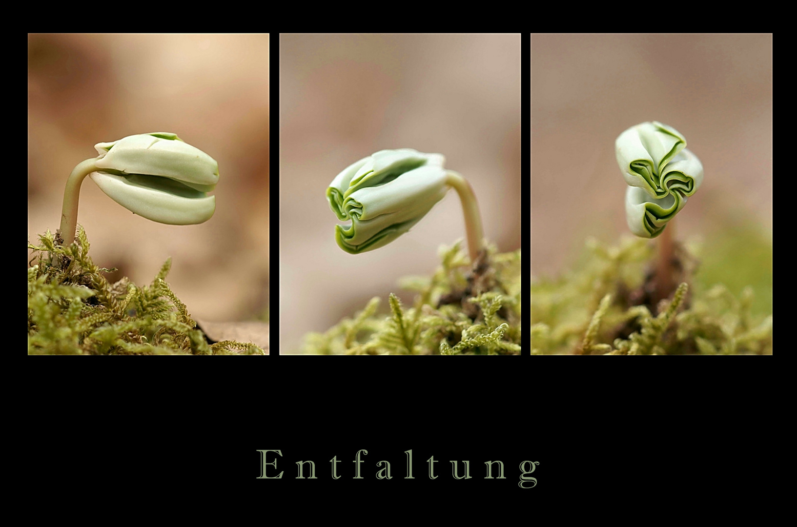 Entfaltung