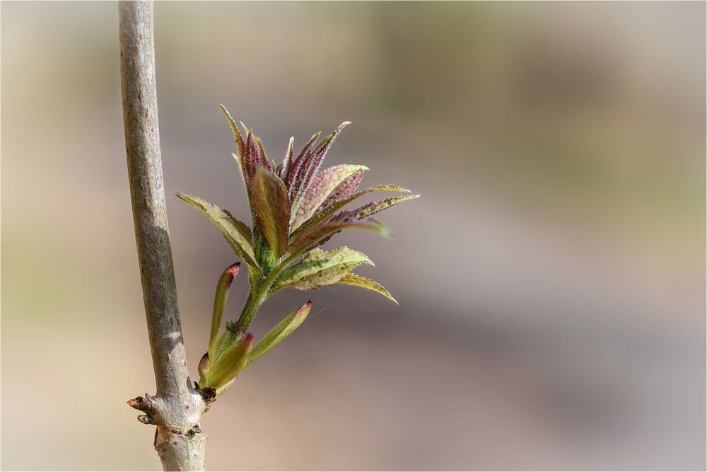 'Entfaltung'