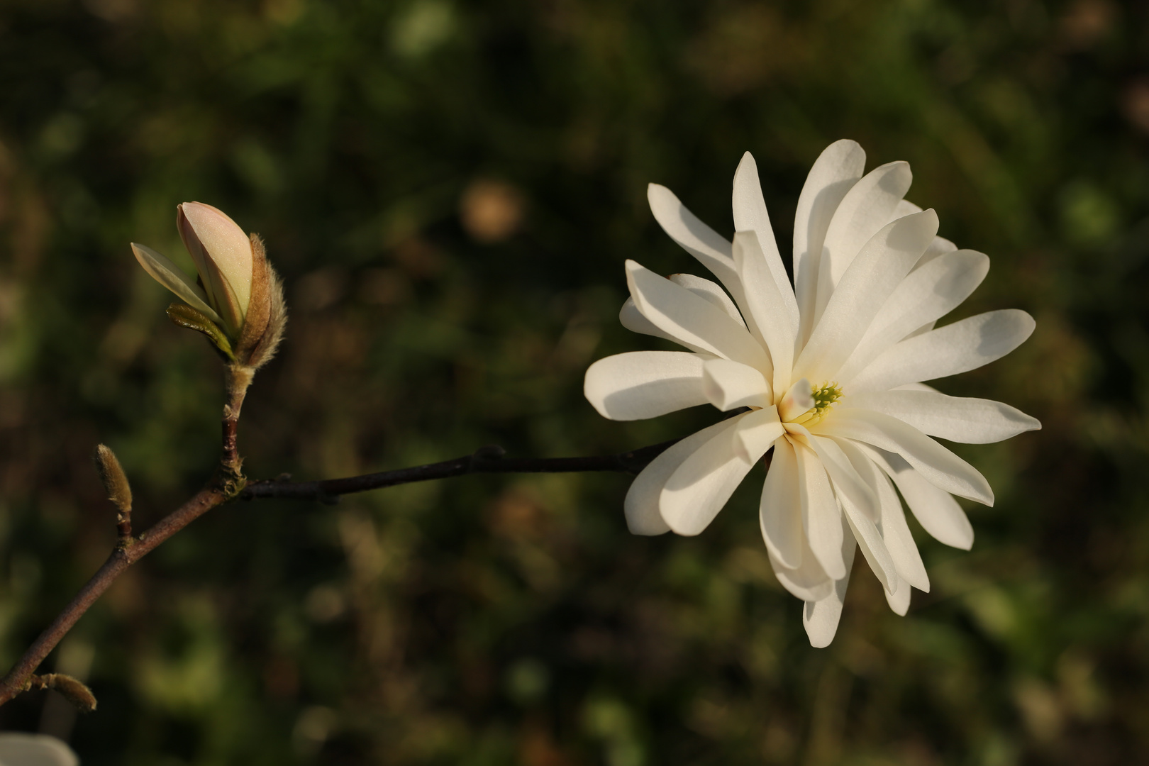 Entfaltung