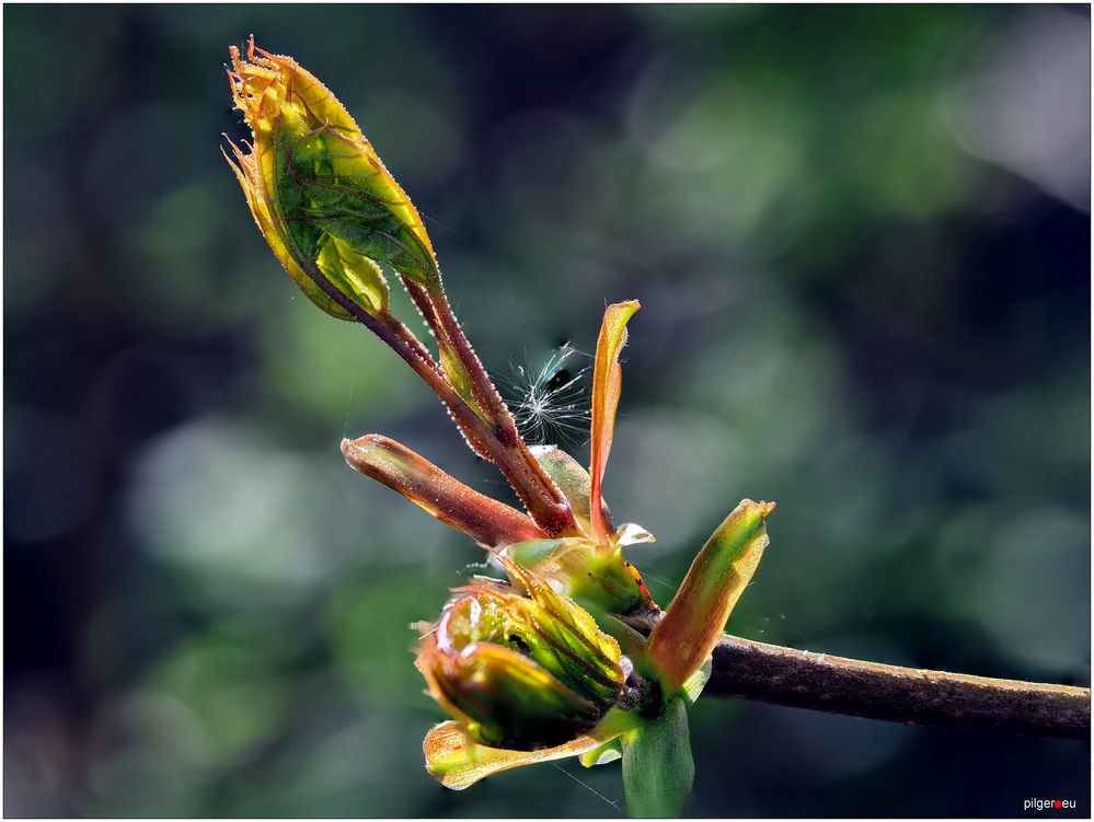 Entfaltung