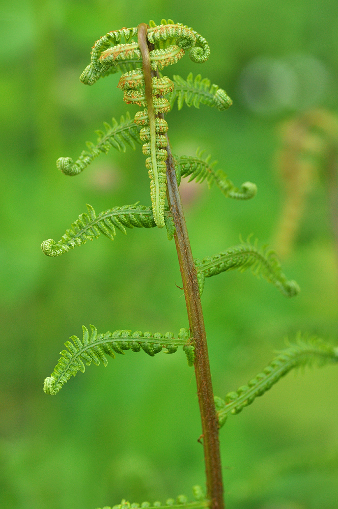 Entfaltung