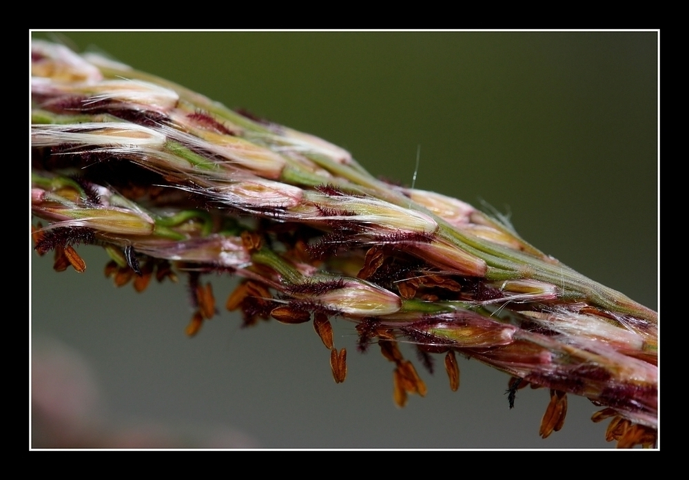 Entfaltung