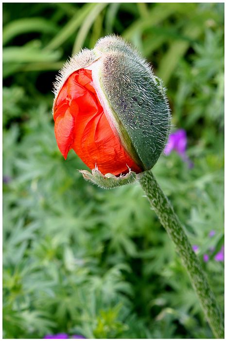 Entfaltung