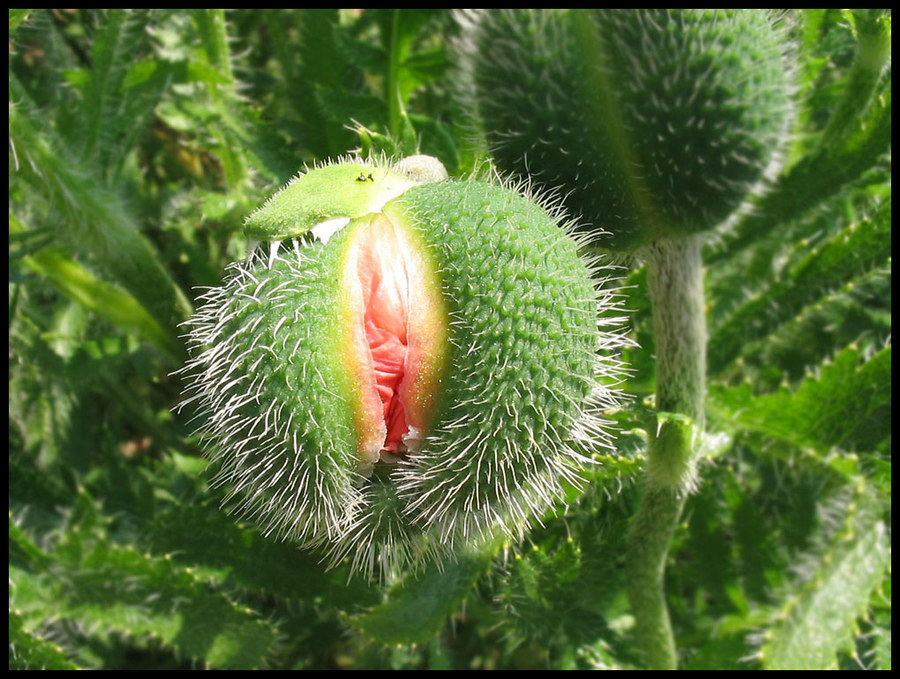 Entfaltung