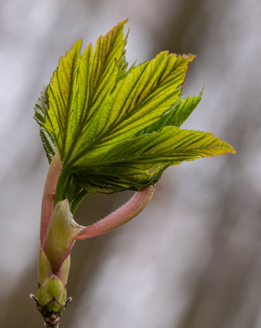 Entfaltung