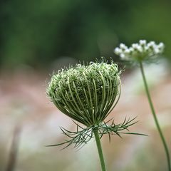 Entfaltung