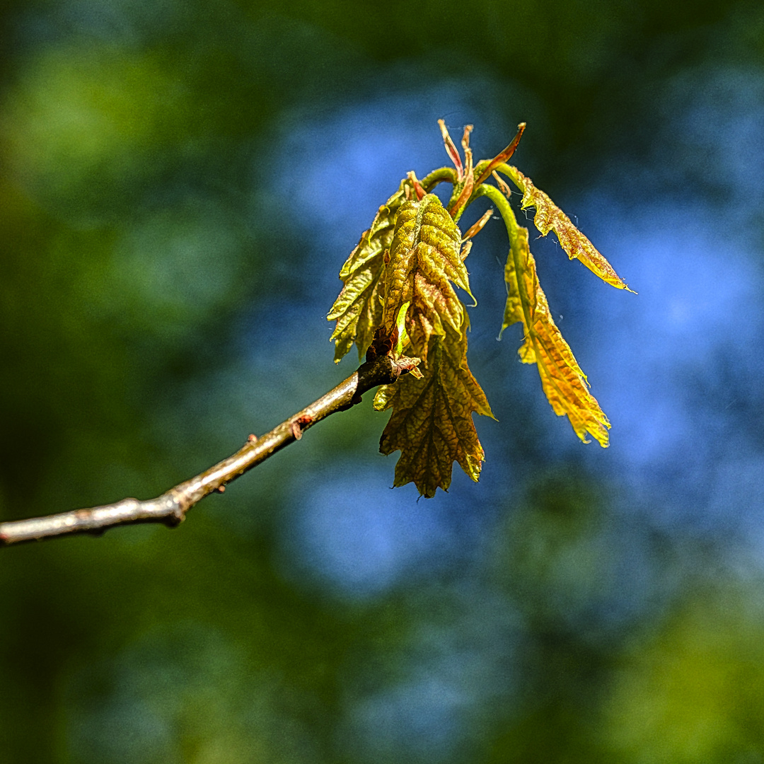 Entfaltung