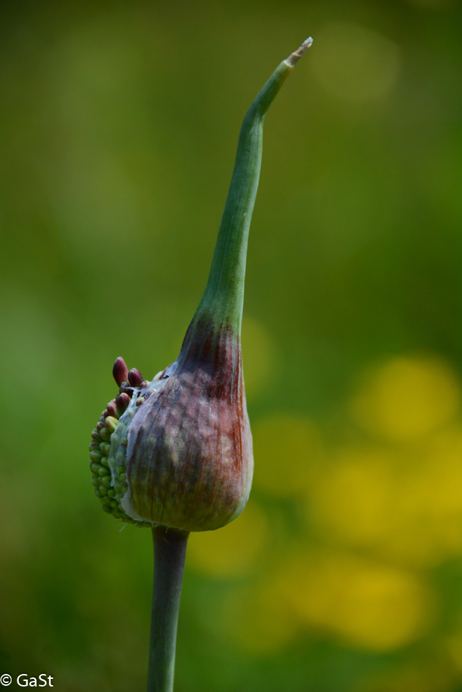 Entfaltung