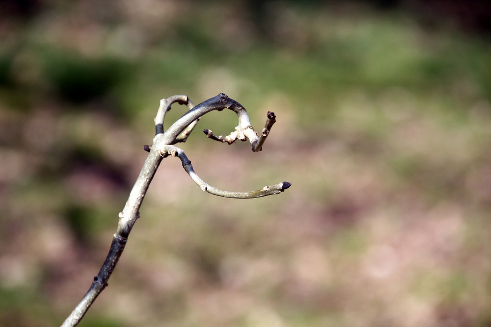 Entfaltung