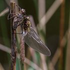 Entfaltung