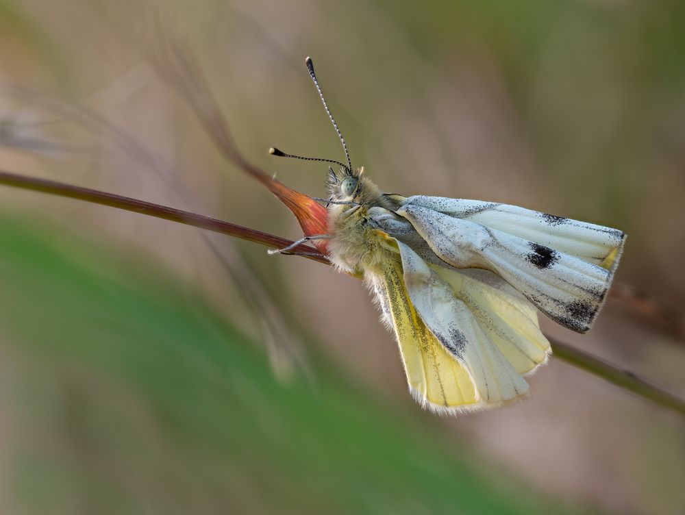 Entfaltung