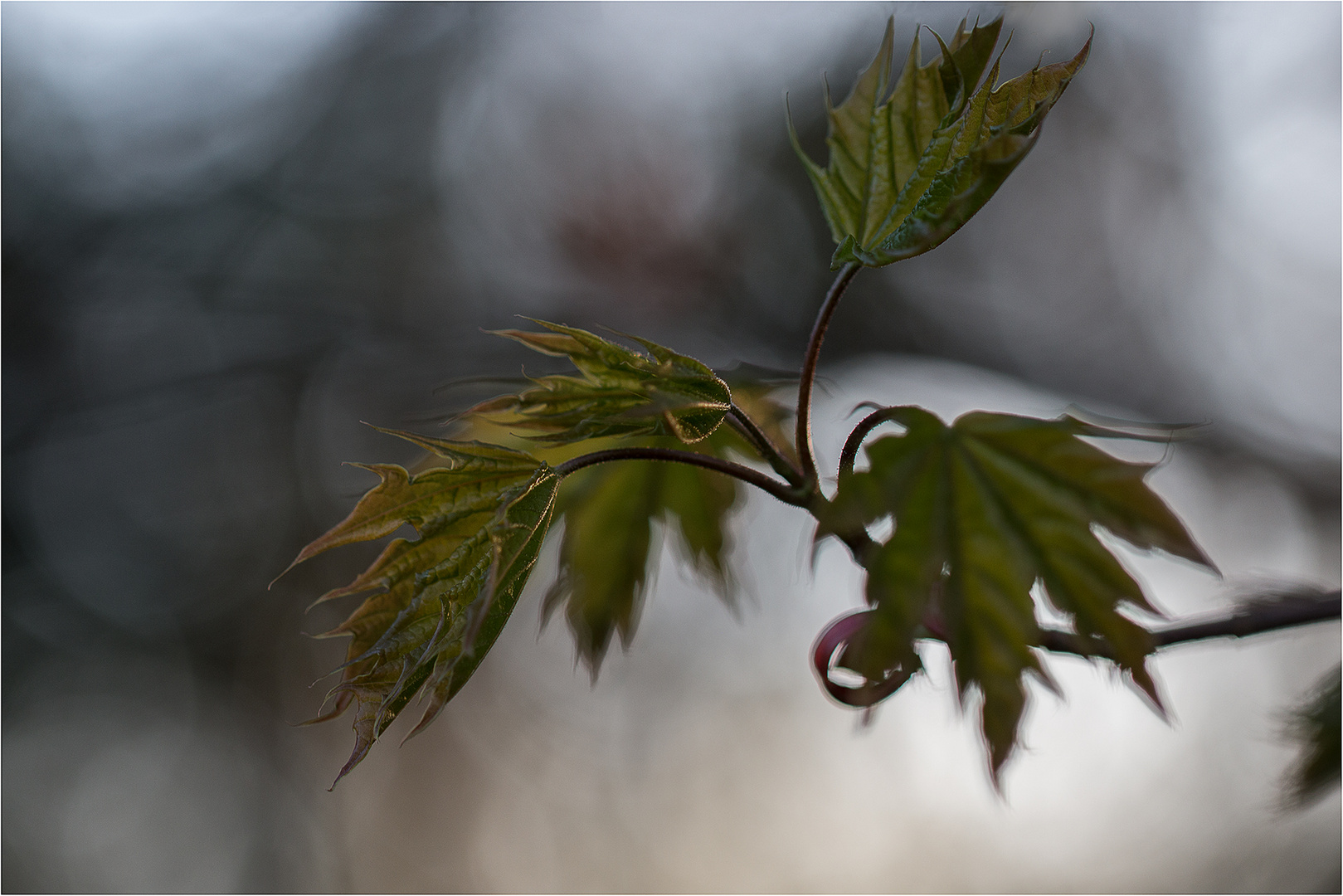 Entfaltung