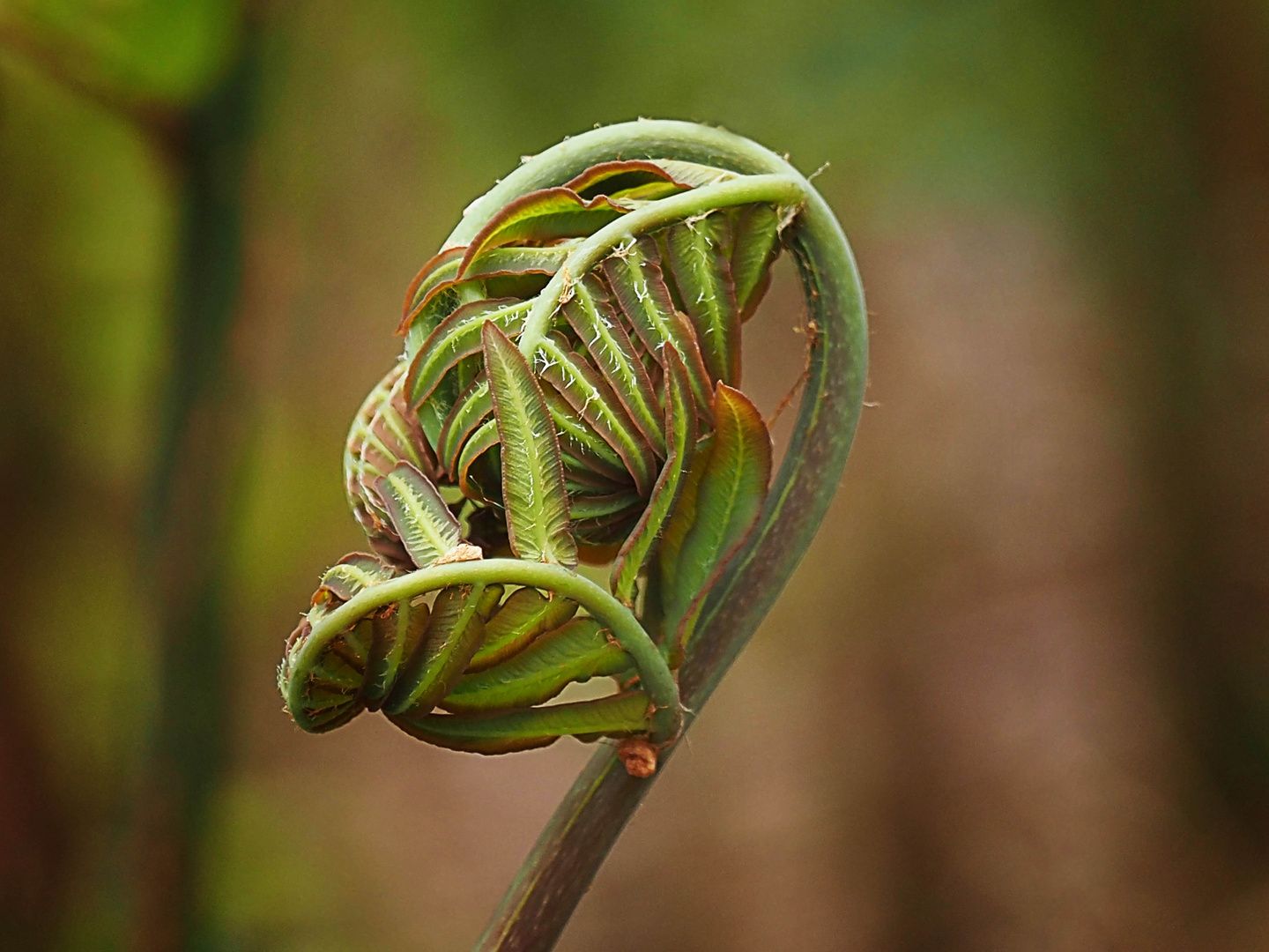 Entfaltung