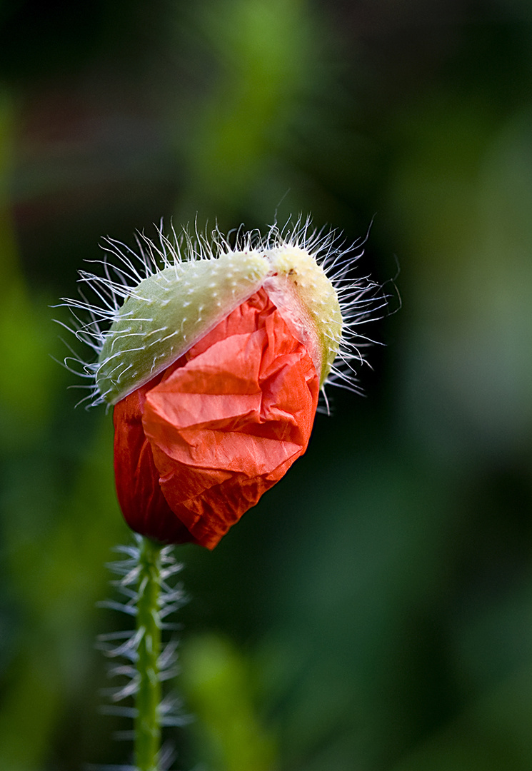 Entfaltung