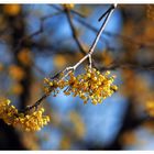 Entfaltung der Natur