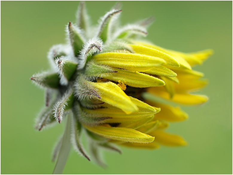 Entfaltung