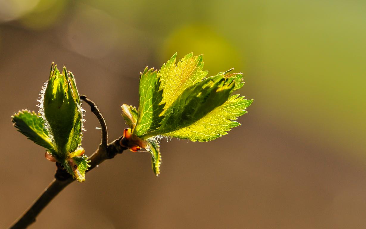 Entfaltung