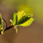 Entfaltung