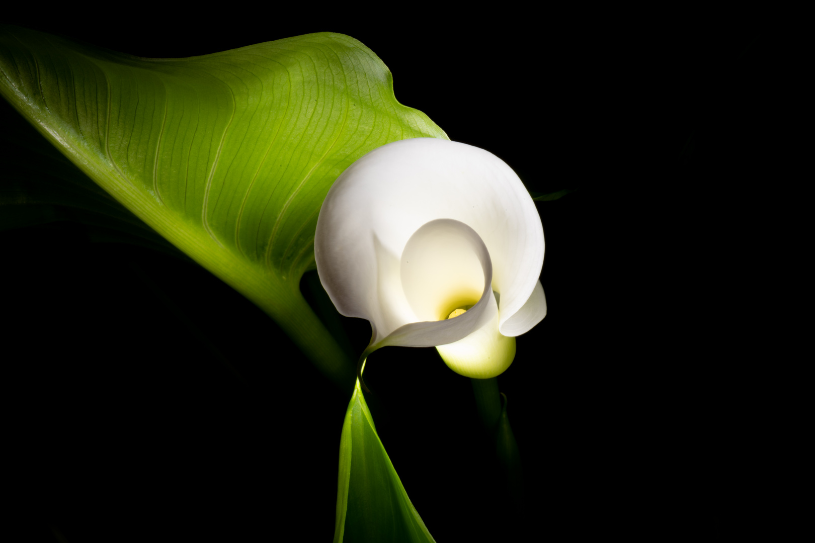 Entfaltung einer Calla Blüte