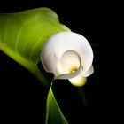 Entfaltung einer Calla Blüte