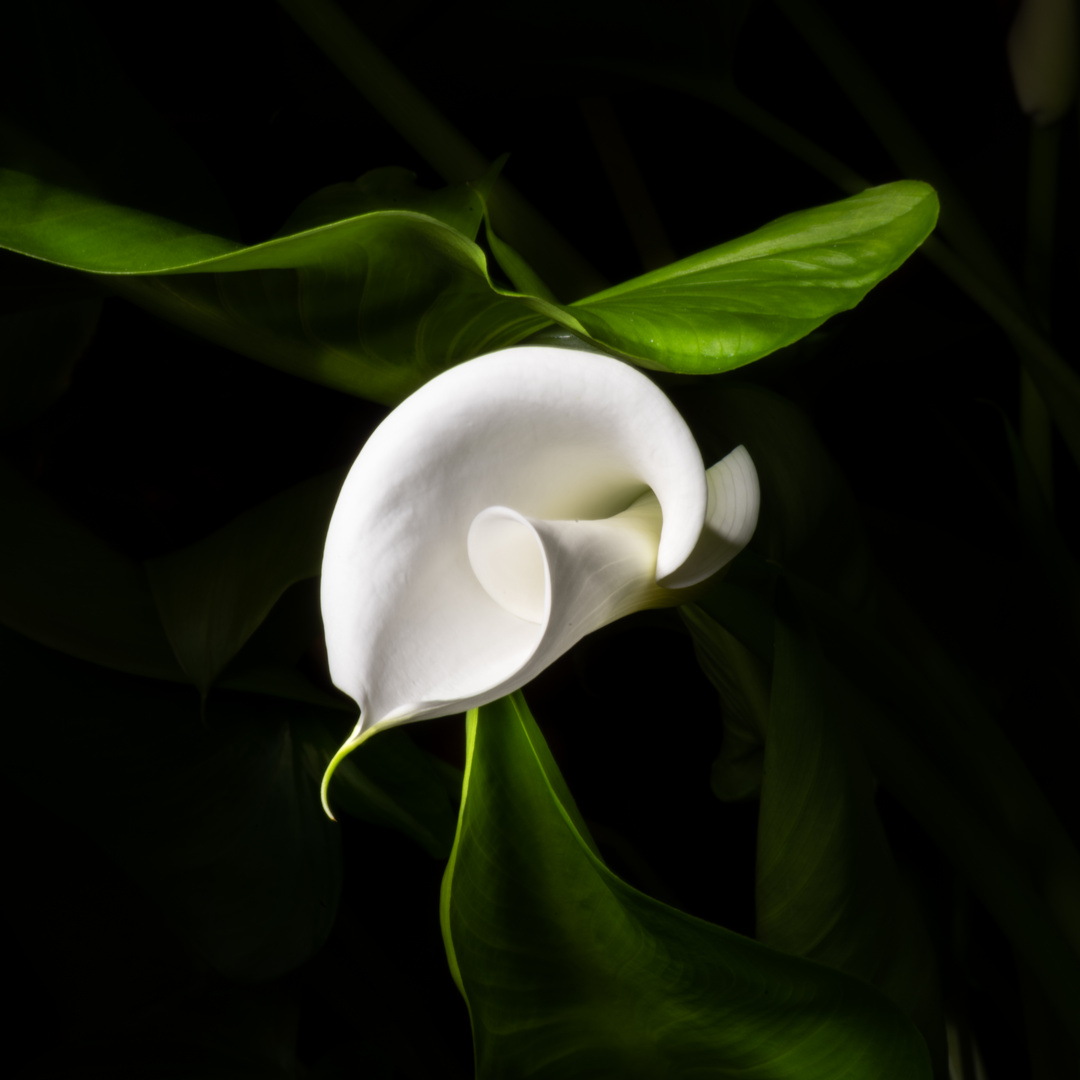 Entfaltung einer Calla Blüte II