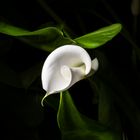 Entfaltung einer Calla Blüte II