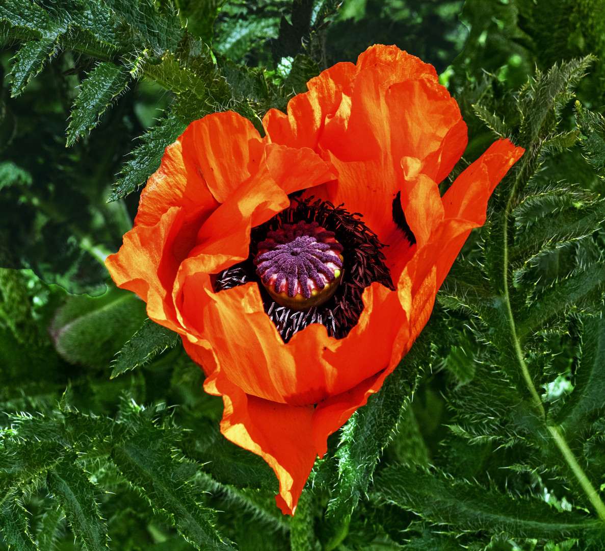 Entfaltung einer Mohnblüte