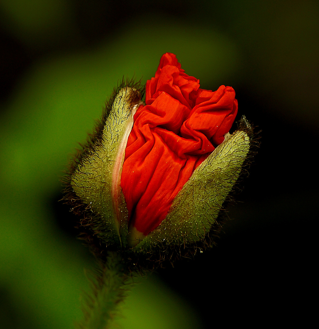 Entfaltung einer Mohnblüte