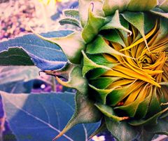 Entfaltung einer Sonnenblume