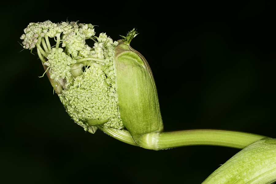 Entfaltung - florales 15