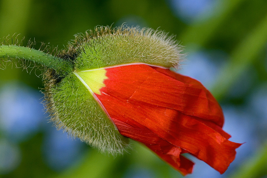 Entfaltung III