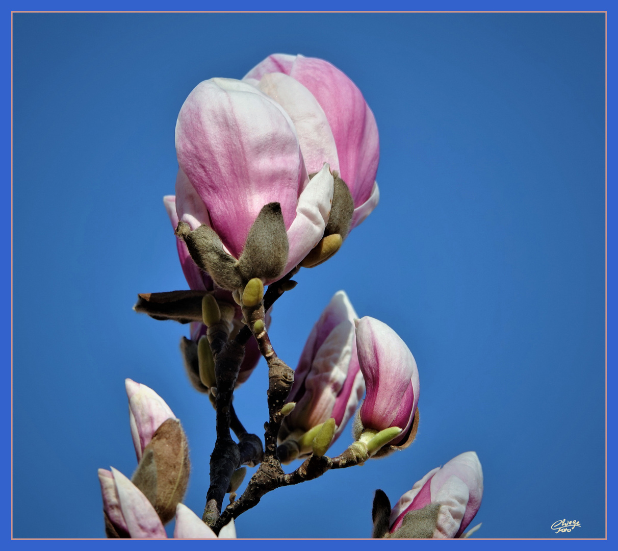 Entfaltung vor blauem Himmel.