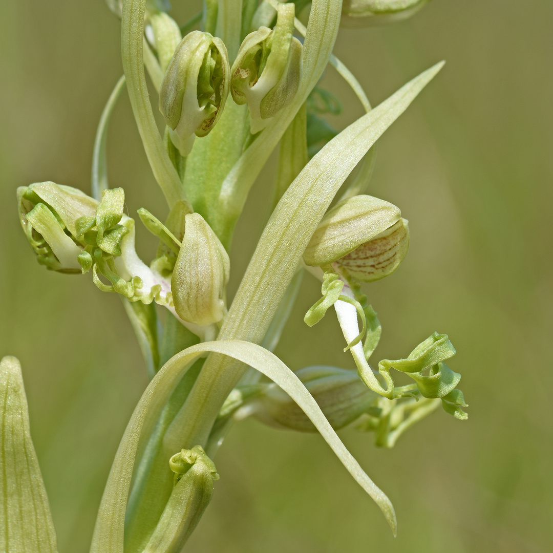 Entfaltungen