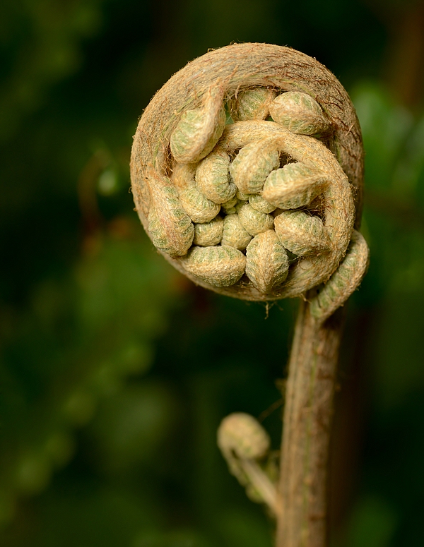 Entfaltungsmöglichkeiten