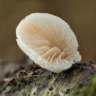 Entferntblättriges Stummelfüßchen (Crepidotus cesatii)