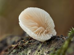 Entferntblättriges Stummelfüßchen (Crepidotus cesatii)