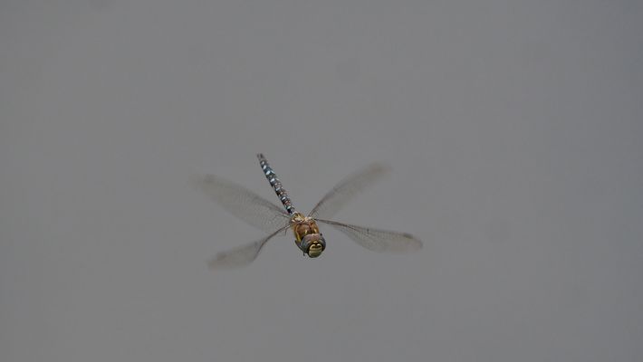 ...entgegen kommen kann ich auch