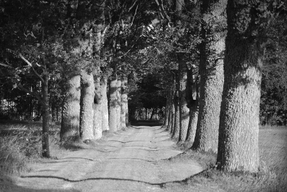 Eine Allee in Schweden  von Andrea Hirmer 