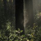 entlang am panoramaweg in badenbaden