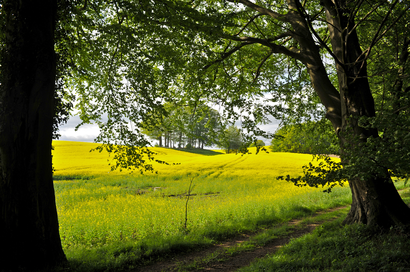 Entlang am Rapsfeld - Along the rape field