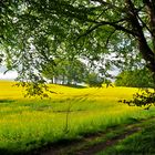 Entlang am Rapsfeld - Along the rape field